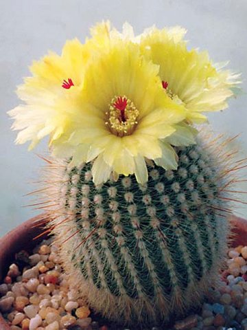 Parodia_scopa_1